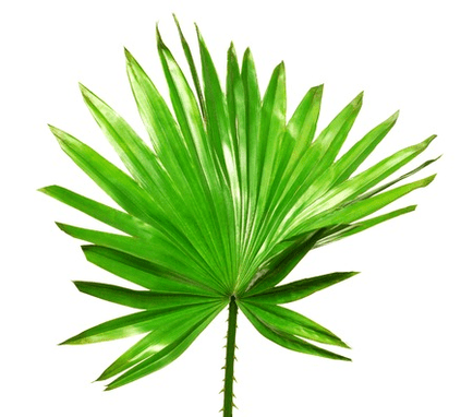 Nägi palmetto vilju Uromexil Forteis